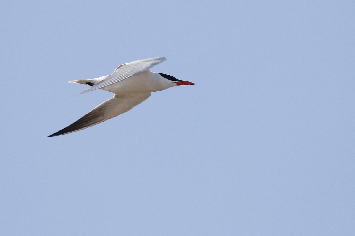 Caspian Tern - Ted Keyel