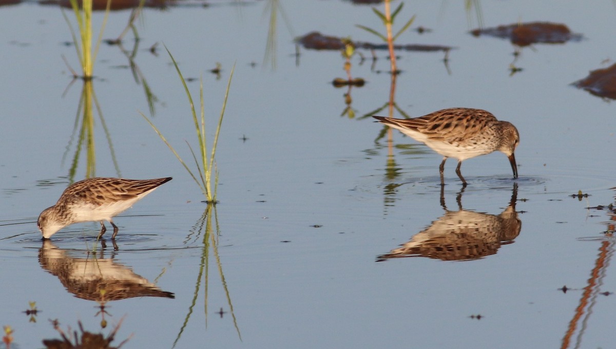 White-rumped Sandpiper - ML338146871