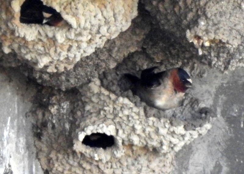 Cliff Swallow - Andy Frank