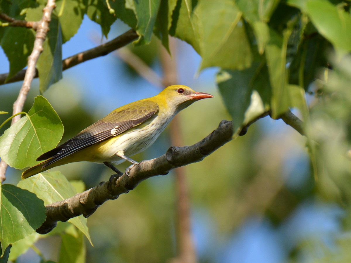 Eurasian Golden Oriole - ML338147381