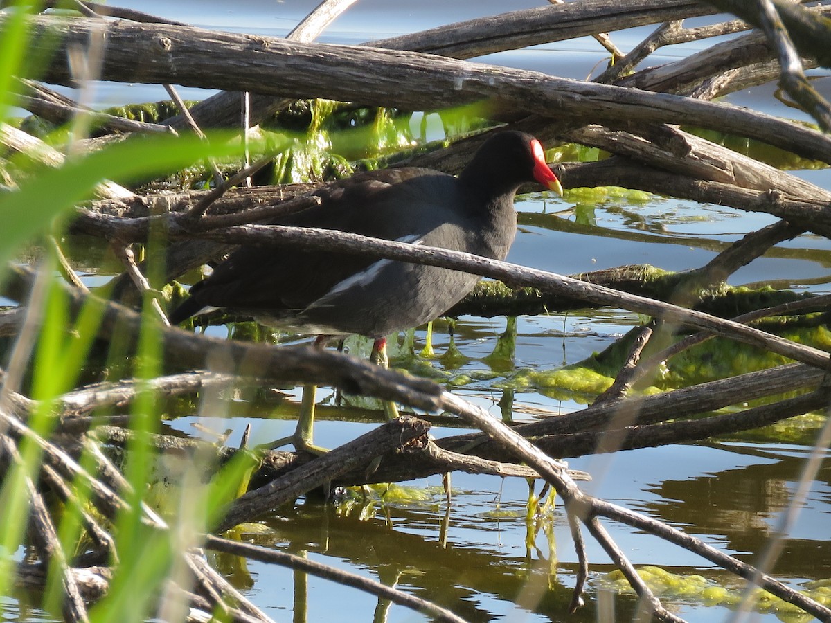 Common Gallinule - John Keane