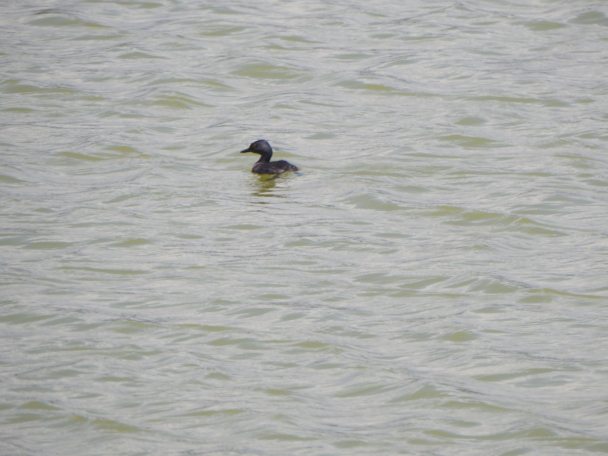 Least Grebe - ML338149961