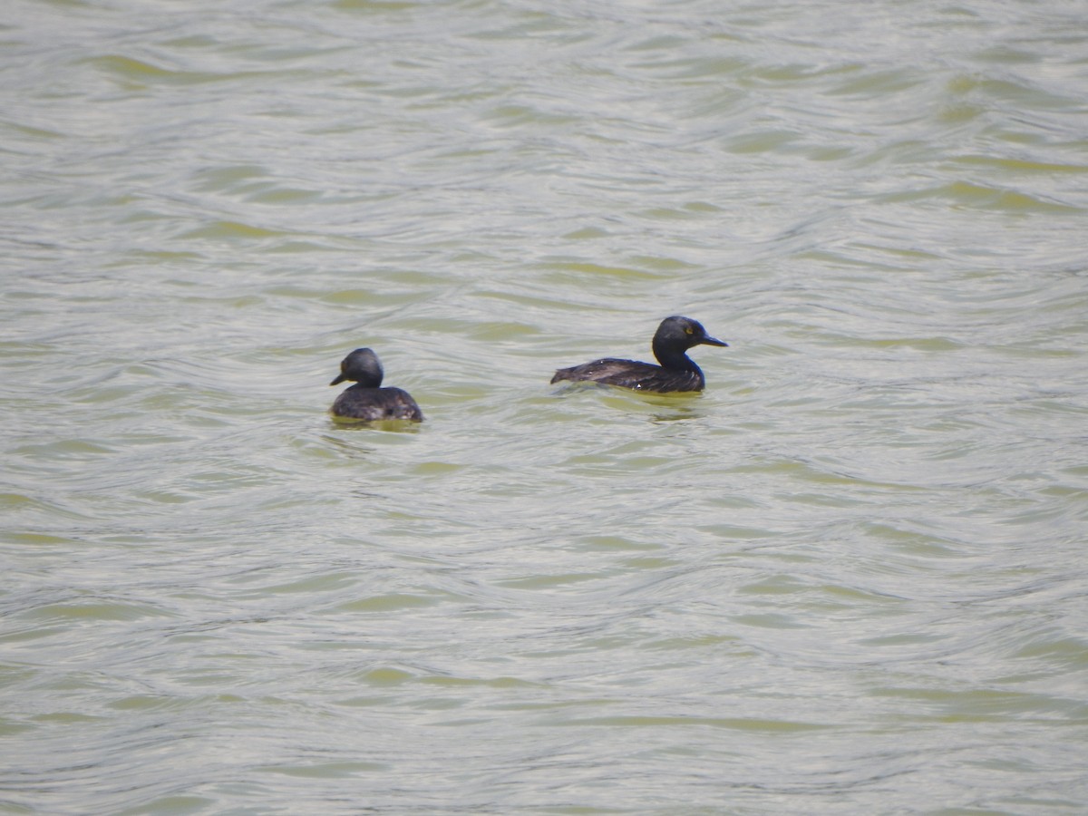 Least Grebe - ML338150061