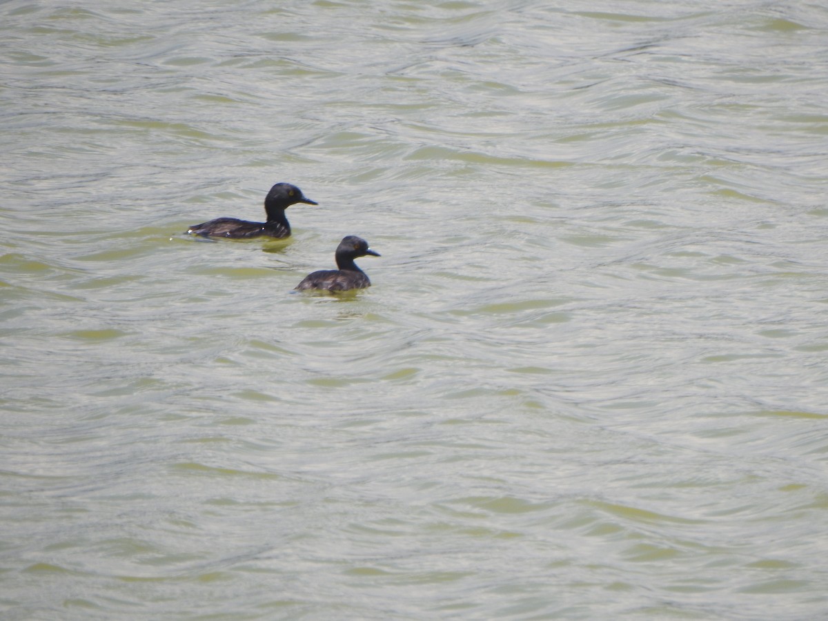 Least Grebe - ML338150071