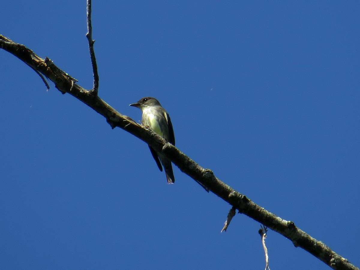 Olive-sided Flycatcher - ML338150511