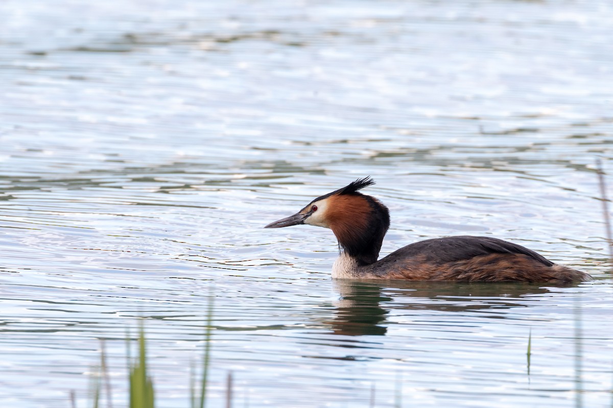 Great Crested Grebe - ML338150811