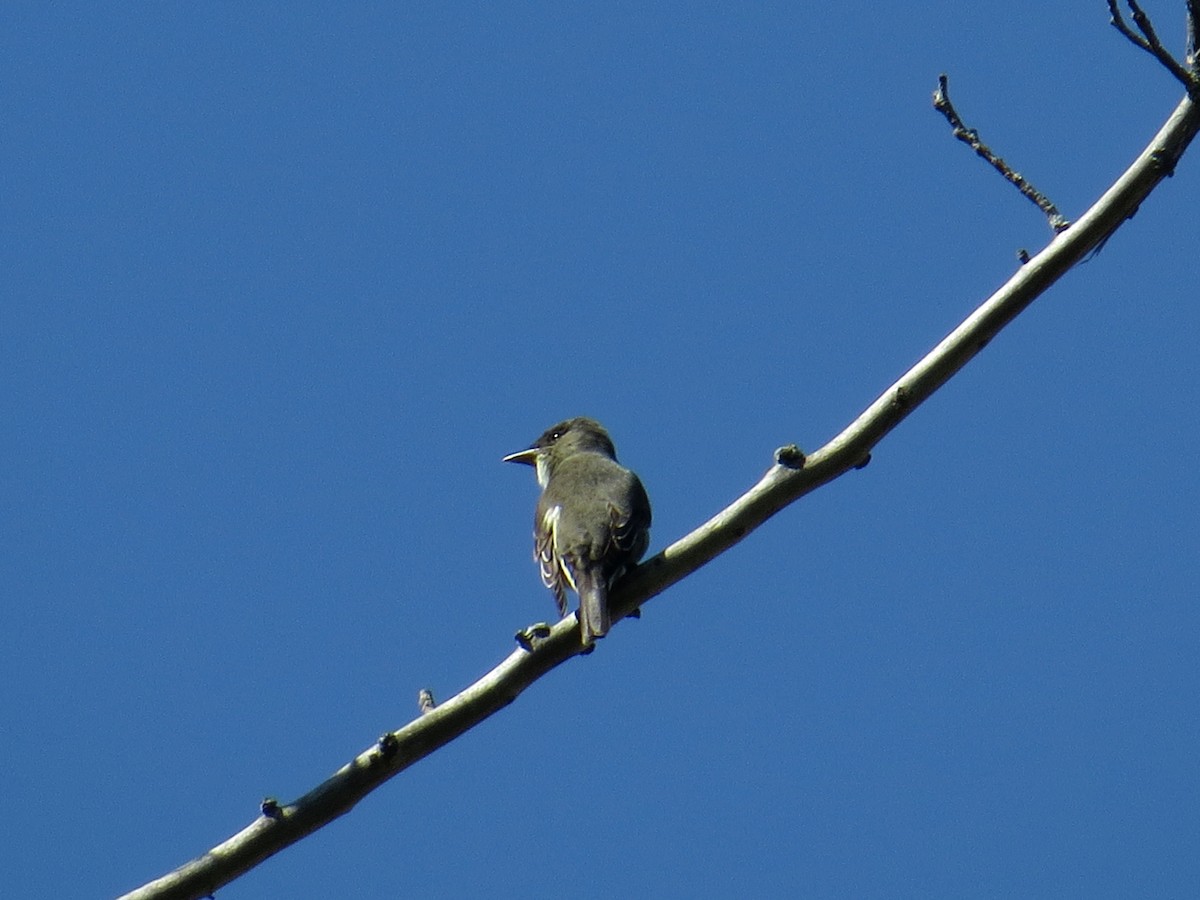 Olive-sided Flycatcher - ML338150861