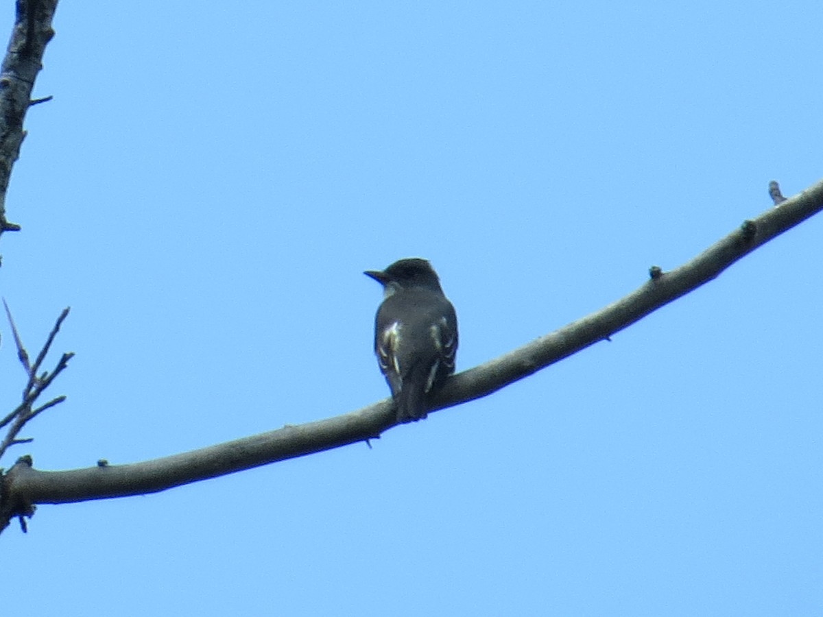 Olive-sided Flycatcher - ML338150961