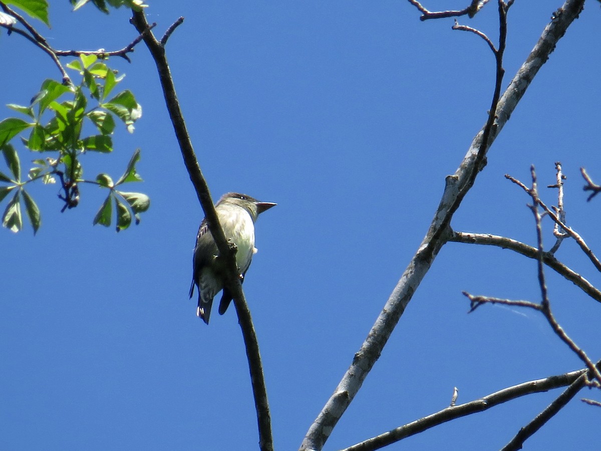 Olive-sided Flycatcher - ML338151161