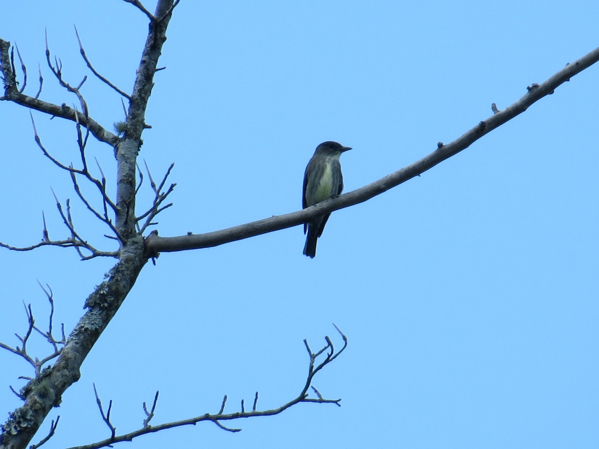 Olive-sided Flycatcher - WS Barbour