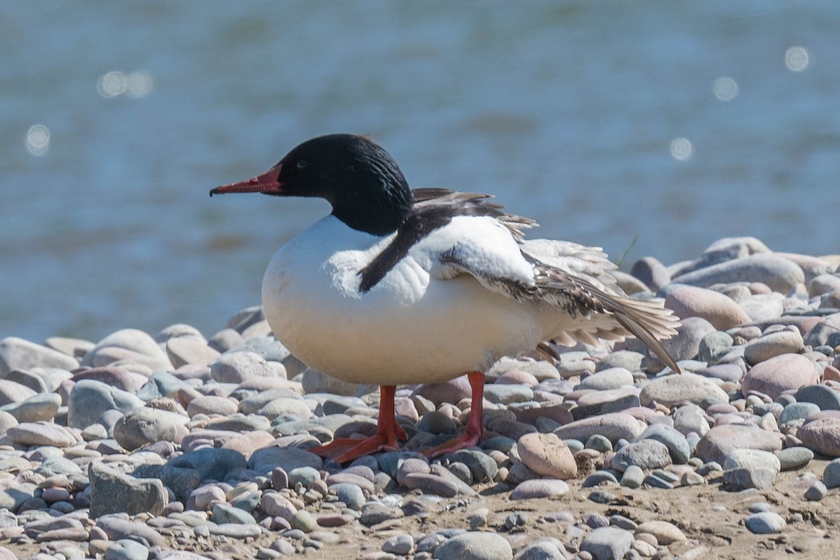 Common Merganser - Steve Flood