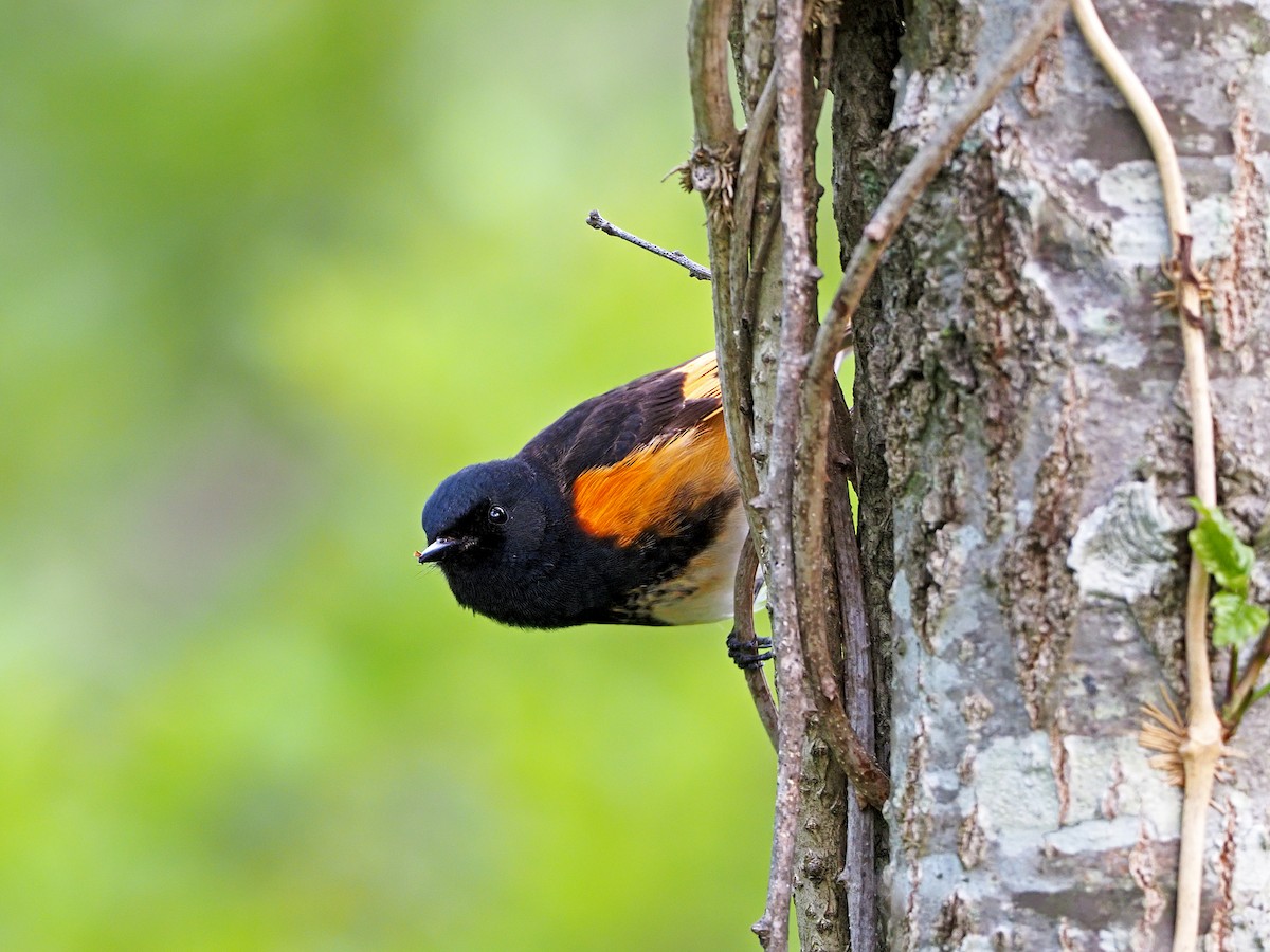 American Redstart - Gary Mueller