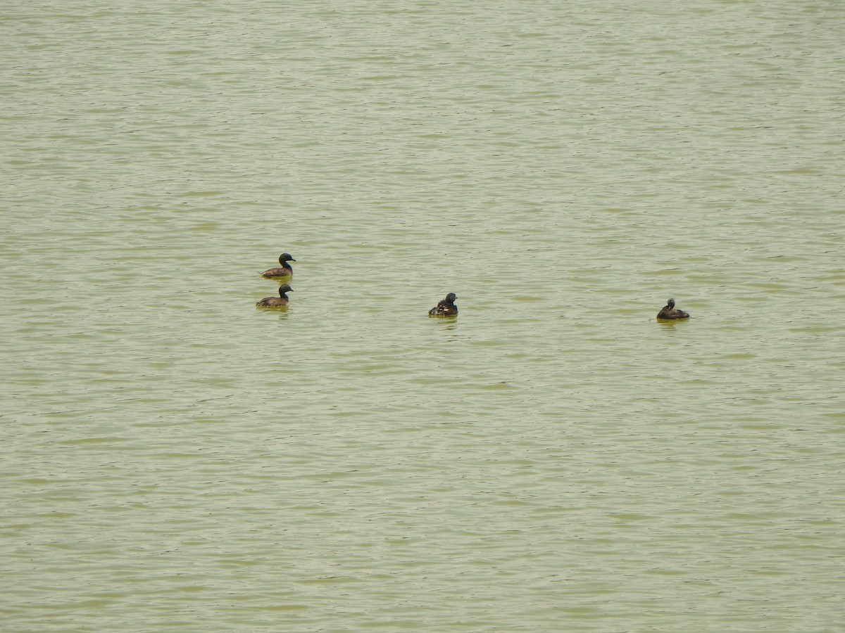 Least Grebe - ML338151981