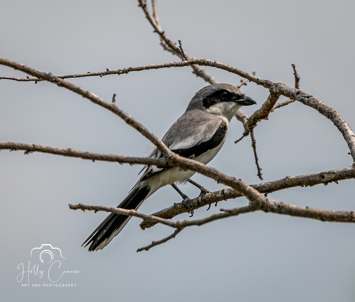 Loggerhead Shrike - Holly Cannon