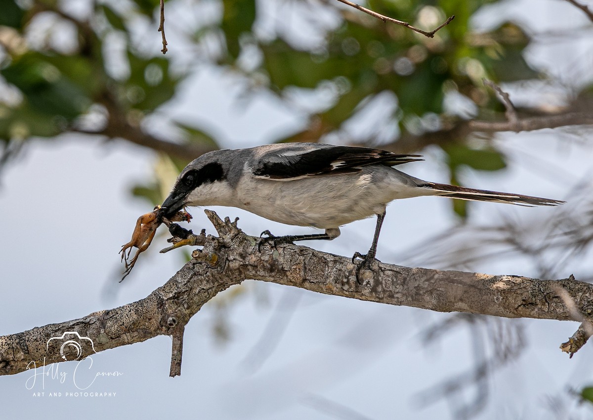 Loggerhead Shrike - Holly Cannon