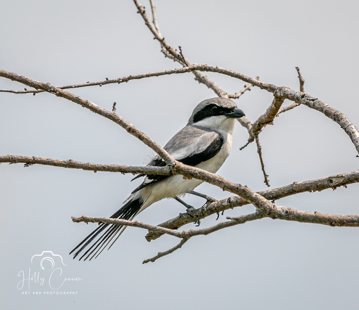 Loggerhead Shrike - Holly Cannon