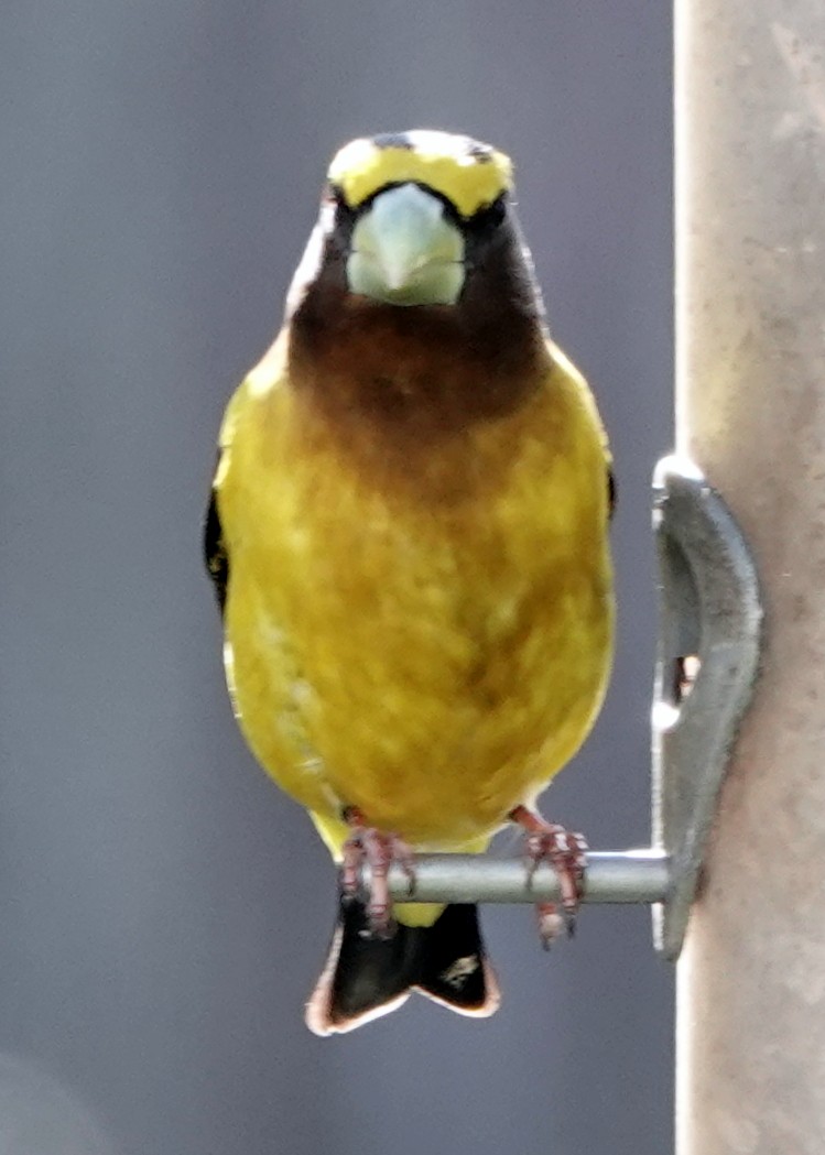 Evening Grosbeak - ML338154131