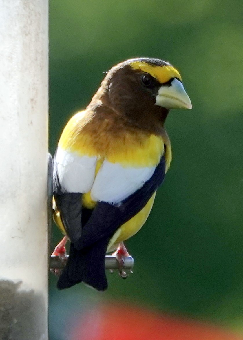 Evening Grosbeak - ML338154251