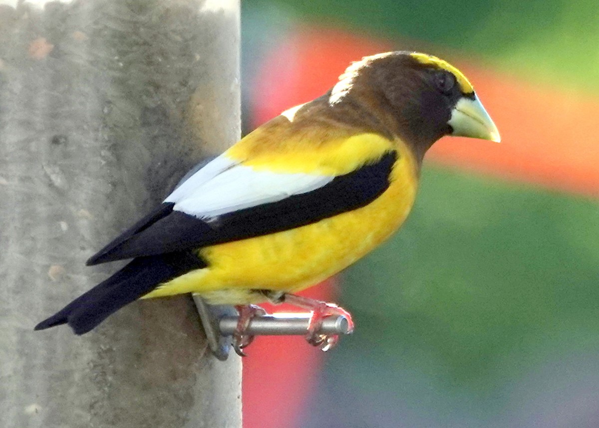 Evening Grosbeak - ML338154301