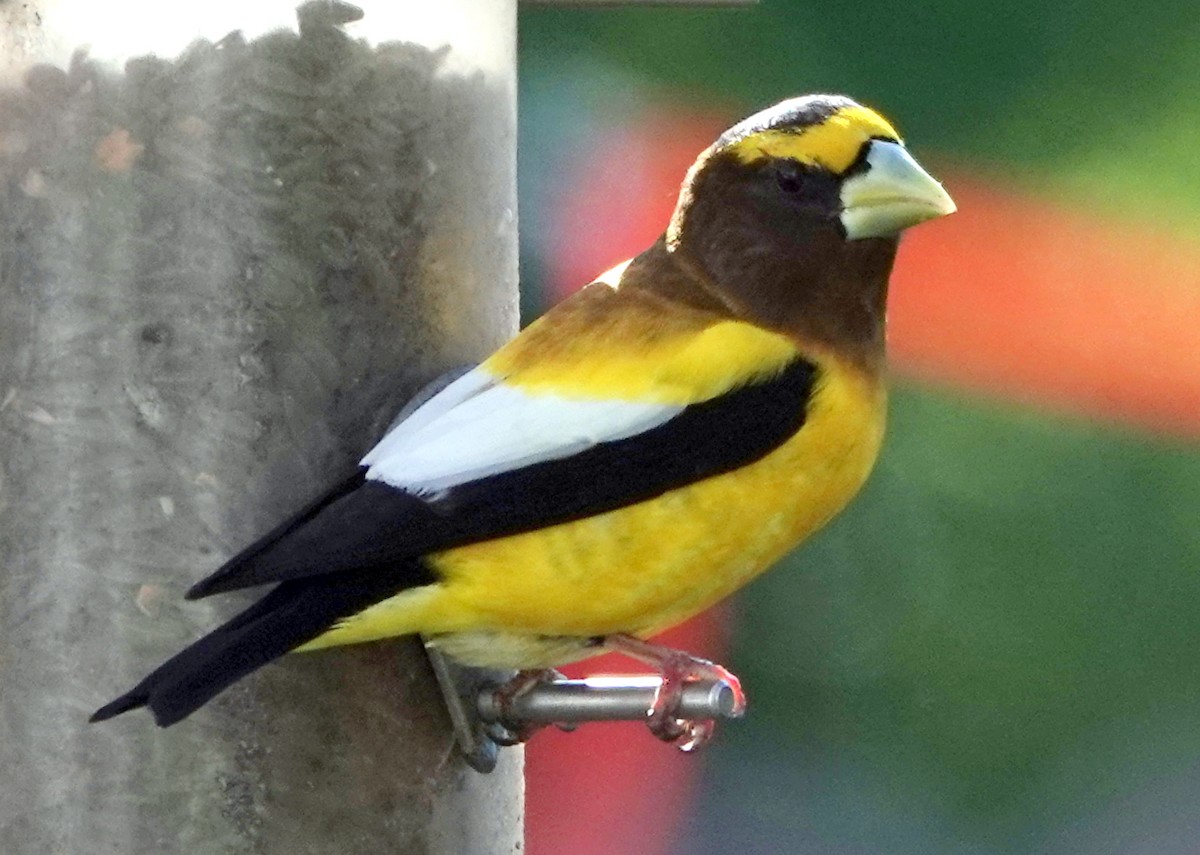 Evening Grosbeak - ML338154391