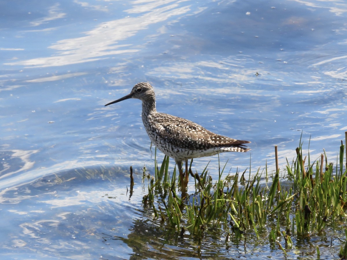 Greater Yellowlegs - ML338156061