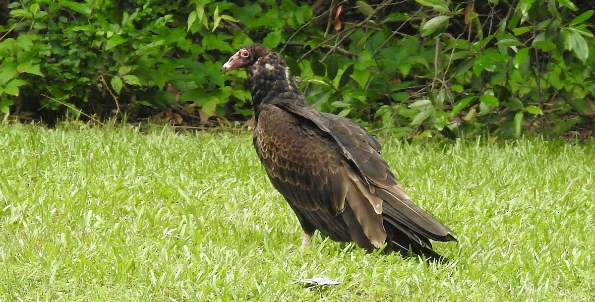 Turkey Vulture - Gary Hunter