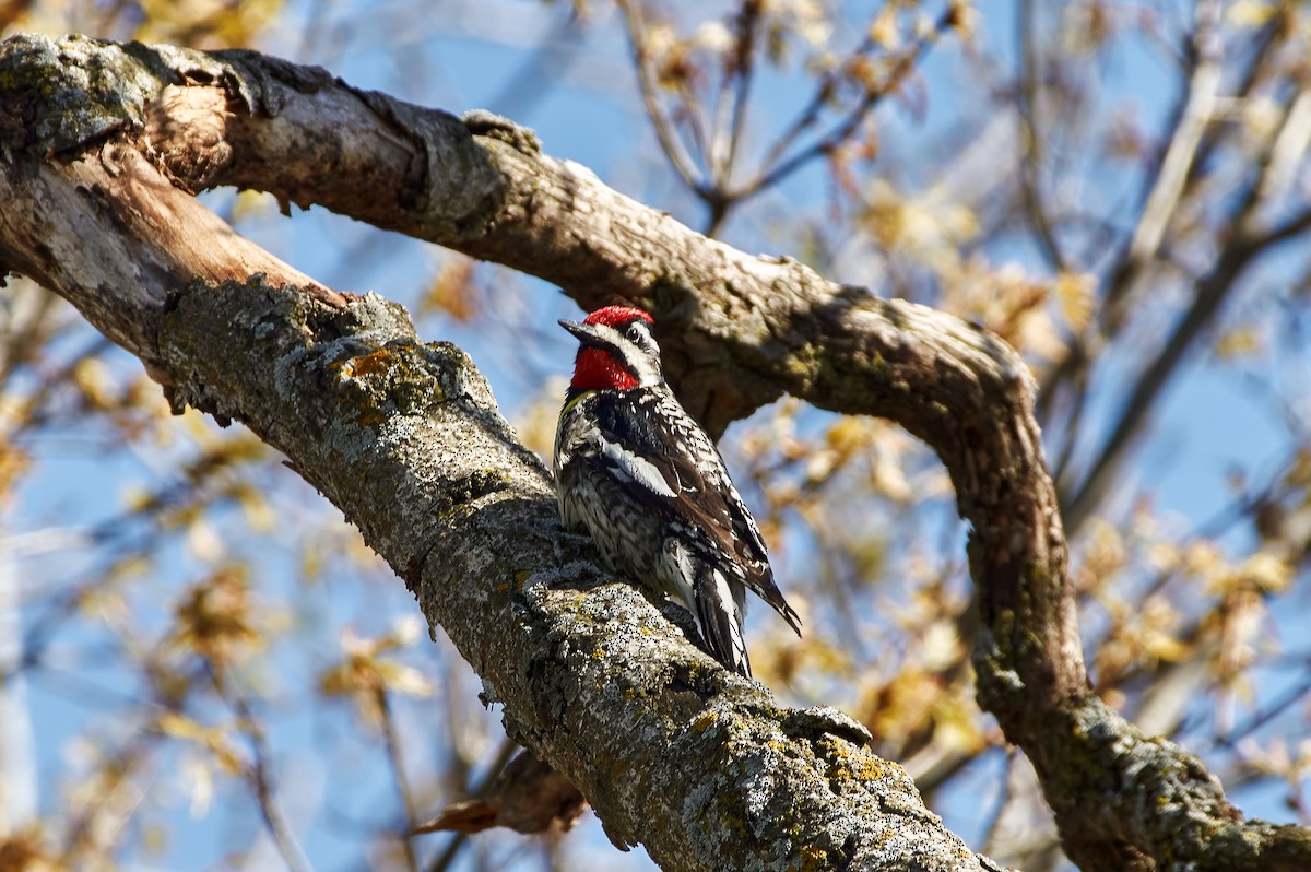 Yellow-bellied Sapsucker - ML338156581