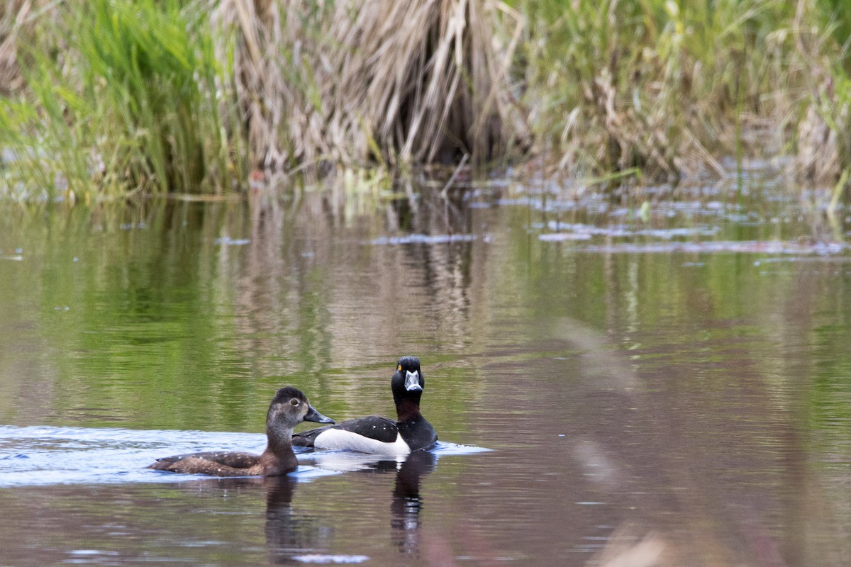 Ring-necked Duck - Rick Cleland