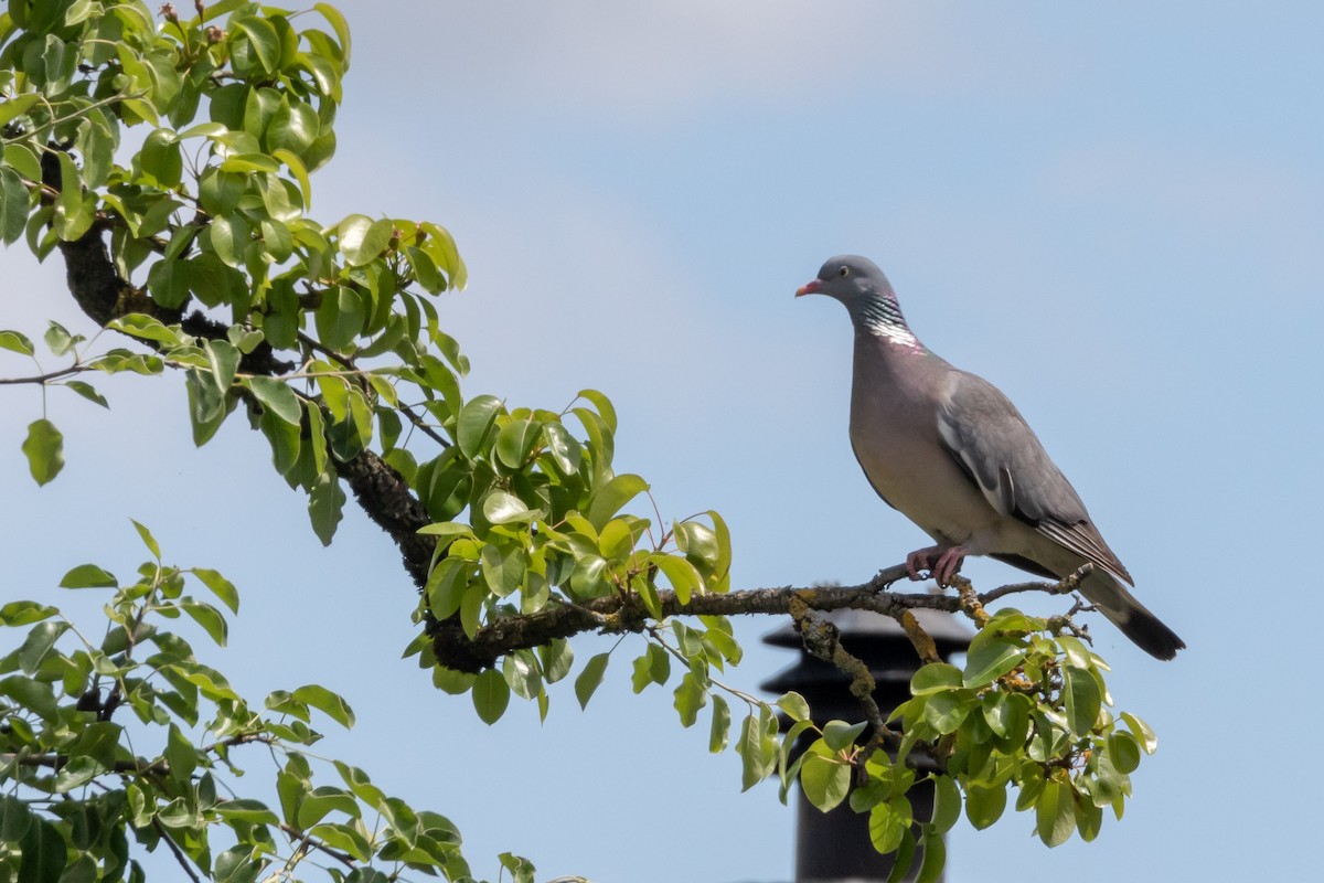 Common Wood-Pigeon - ML338157291