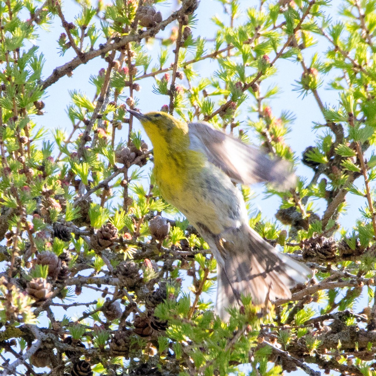 Pine Warbler - Rick Cleland