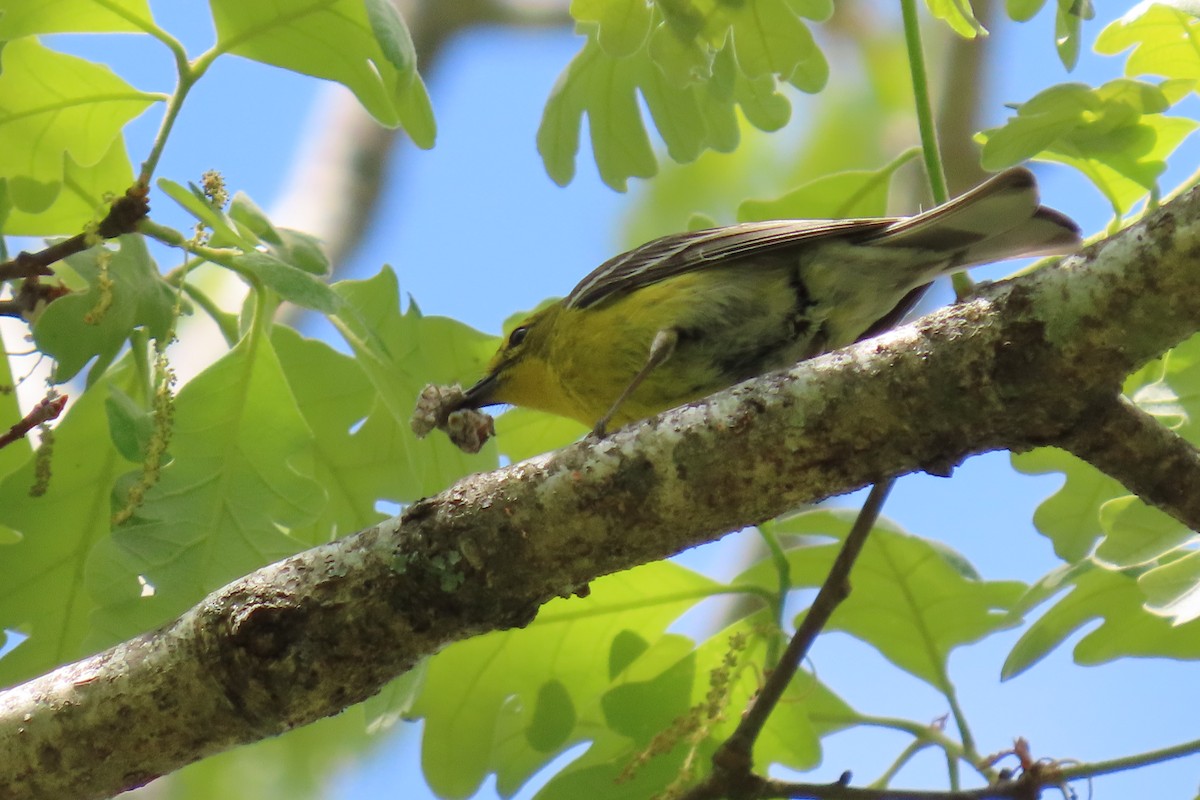 Pine Warbler - ML338159761