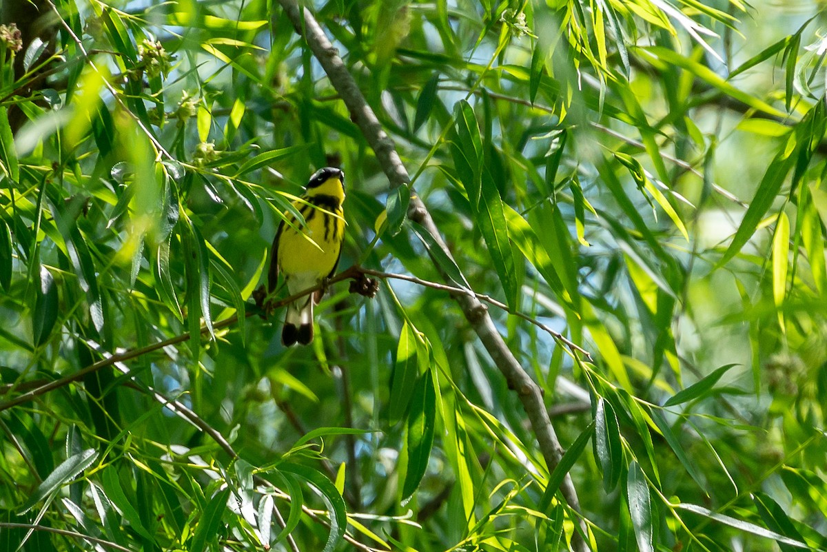 Magnolia Warbler - ML338160011