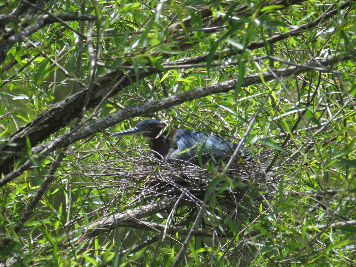 Green Heron - ML338160421