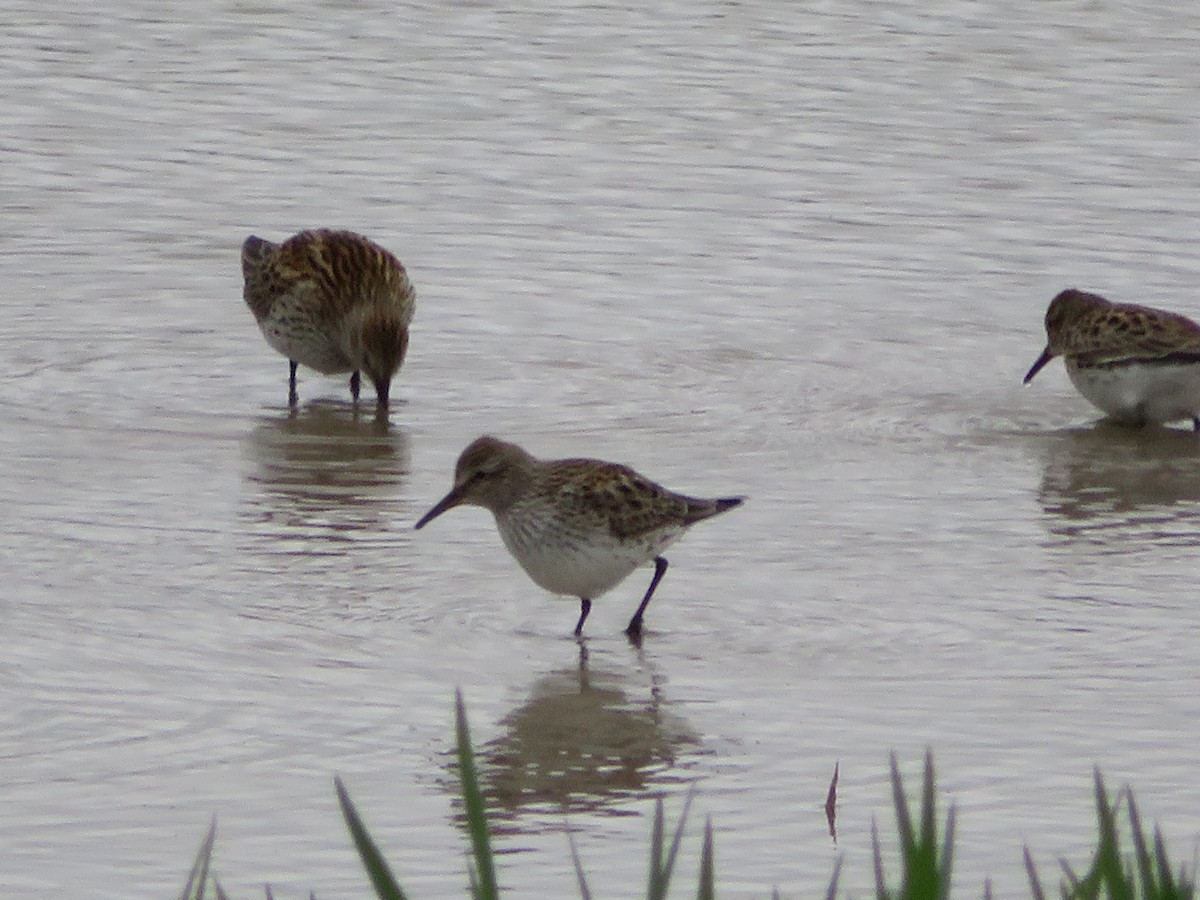 White-rumped Sandpiper - ML338161061