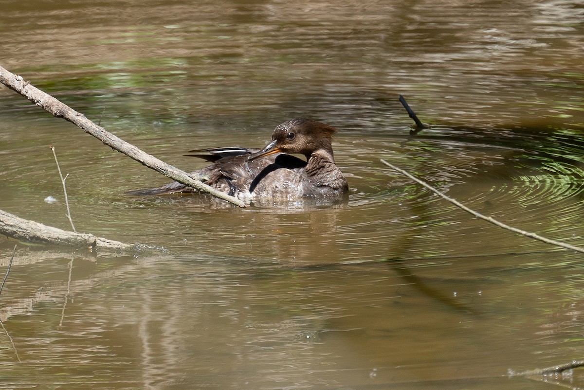 Hooded Merganser - ML338161301