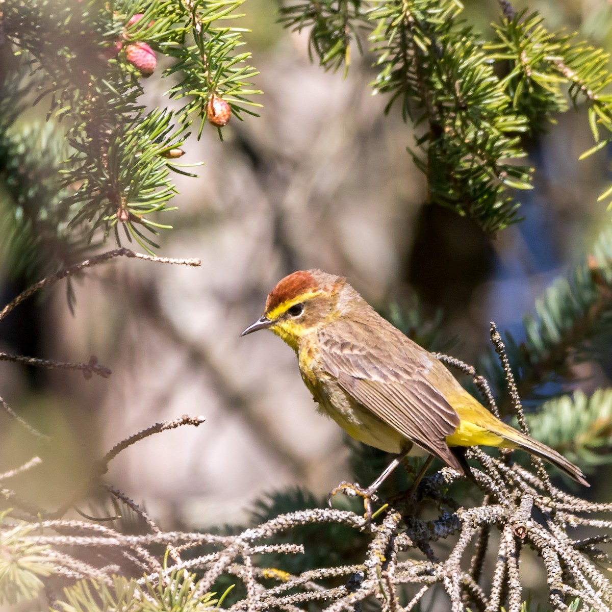 Palm Warbler - Rick Cleland