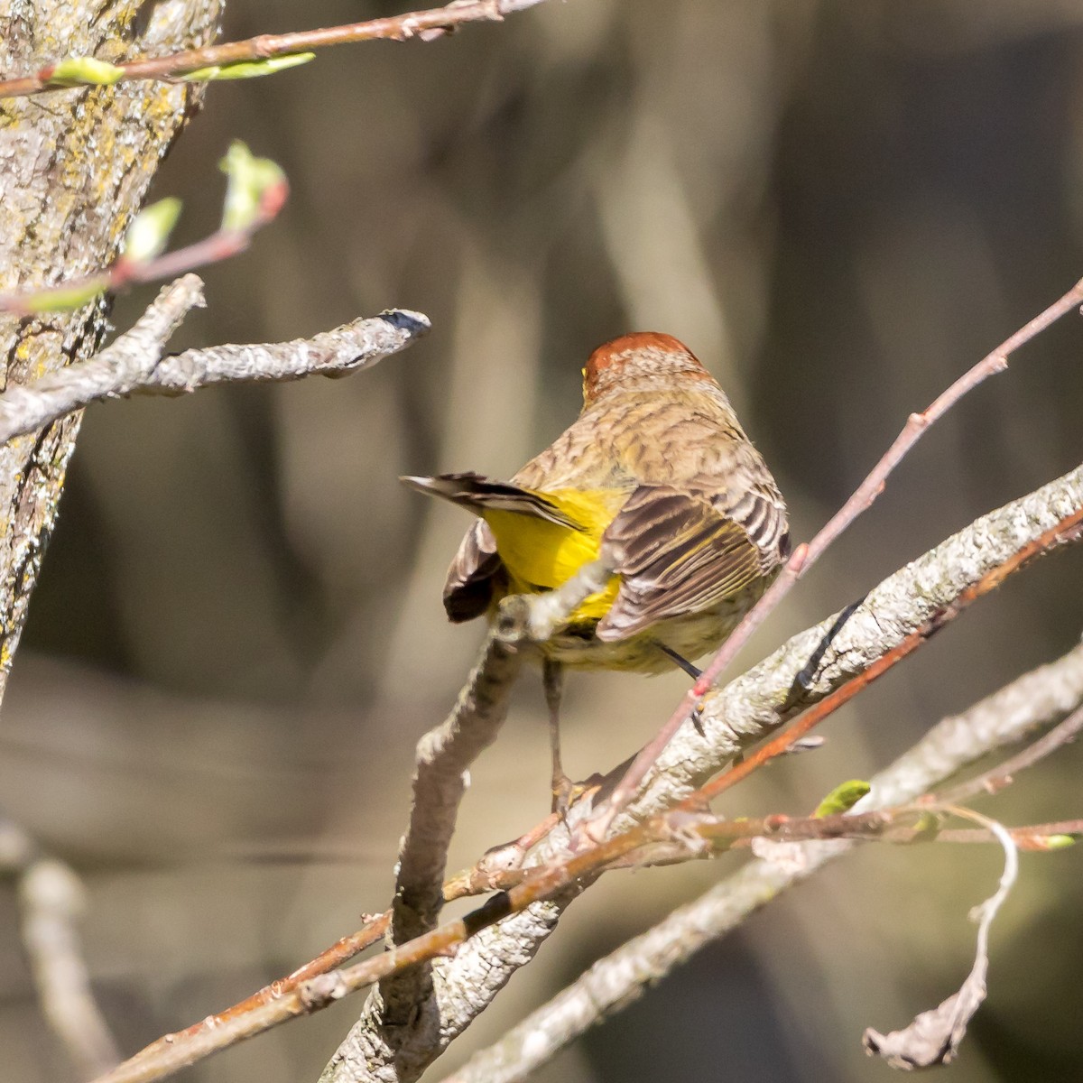 Palm Warbler - Rick Cleland