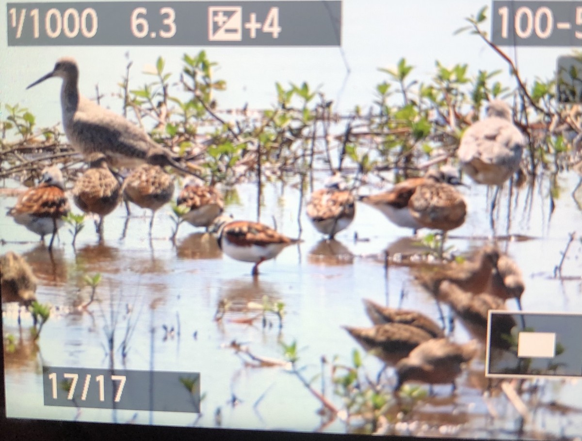 Ruddy Turnstone - ML338162041