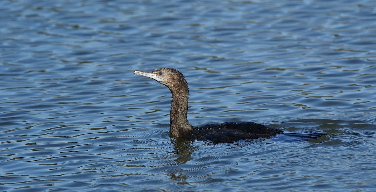 Little Black Cormorant - ML338163191