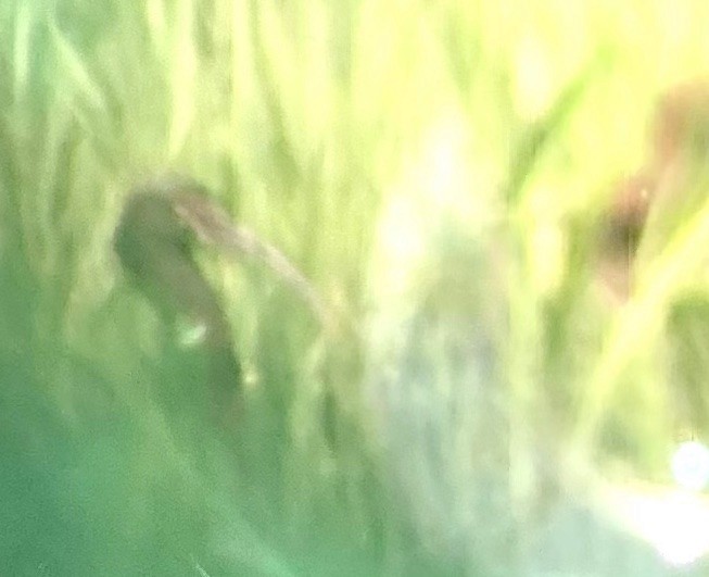 White-faced Ibis - ML338164041