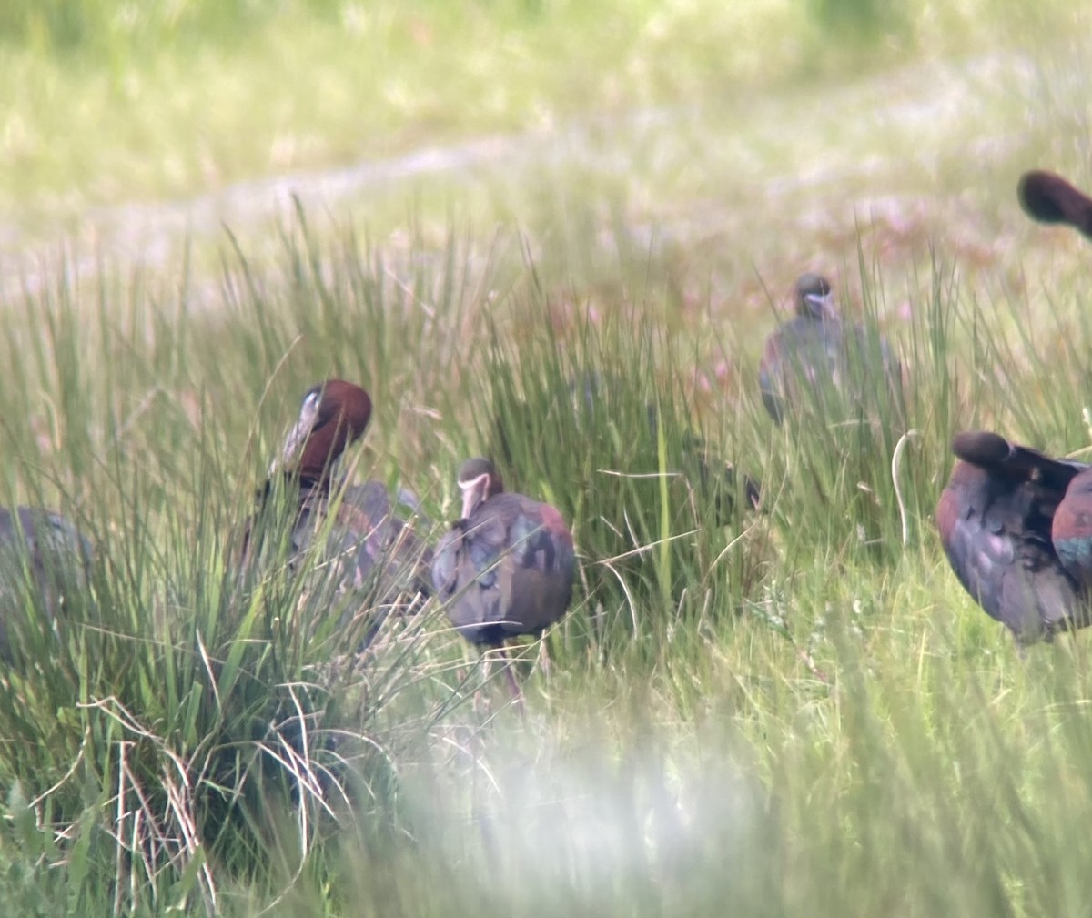White-faced Ibis - ML338164061