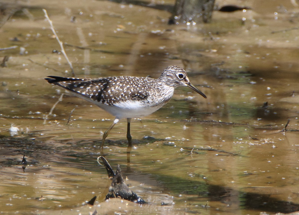 Solitary Sandpiper - ML338164171