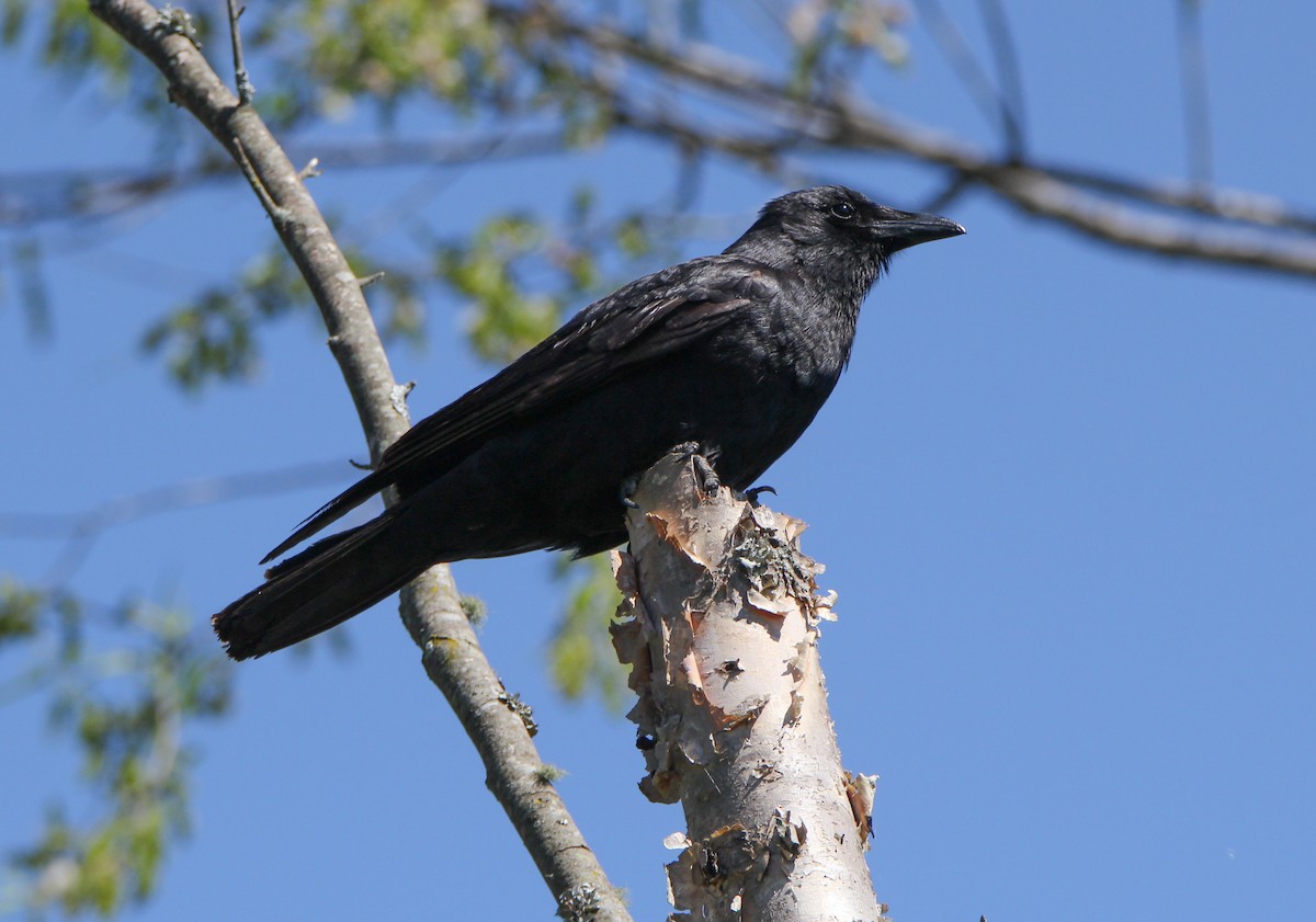 Fish Crow - ML338164421