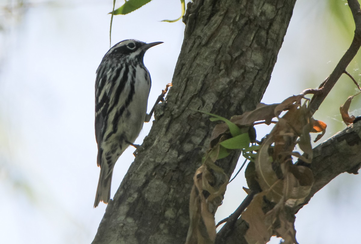 Black-and-white Warbler - ML338164511
