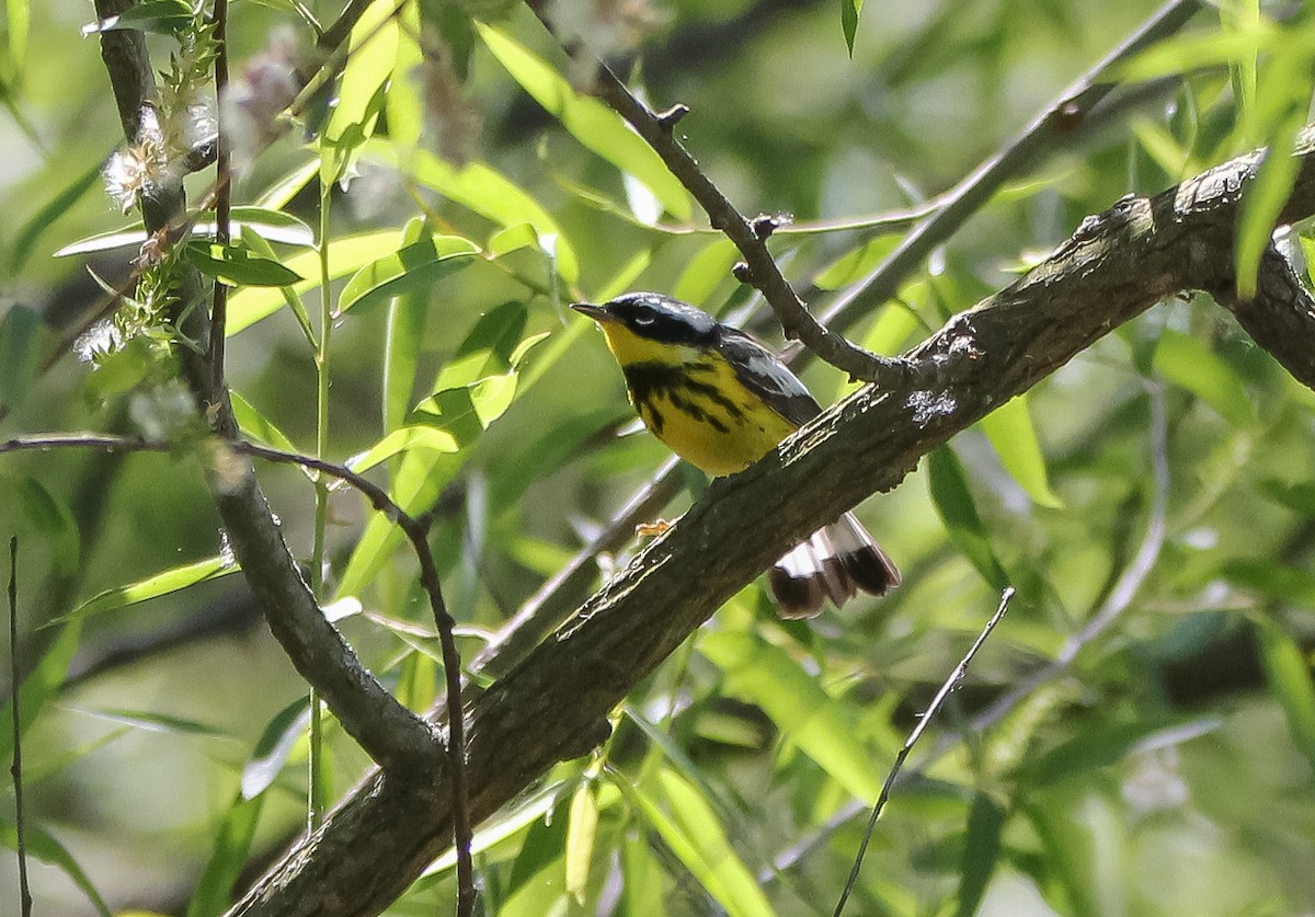 Magnolia Warbler - ML338164541