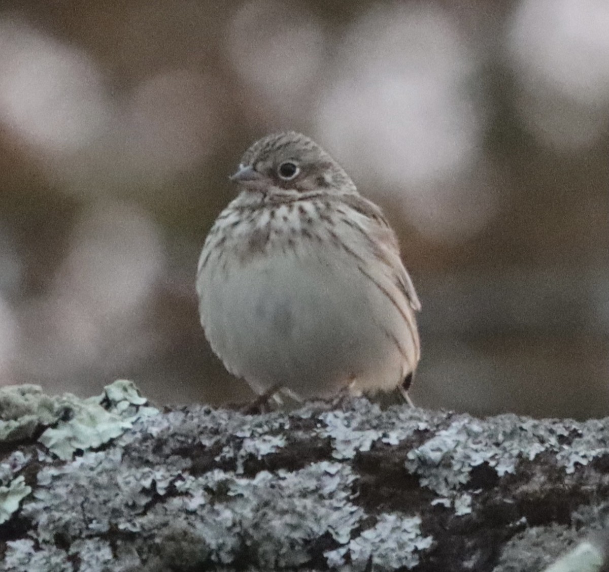 Vesper Sparrow - ML338164701