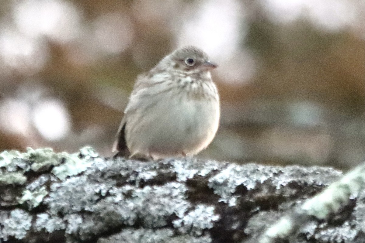 Vesper Sparrow - ML338164721