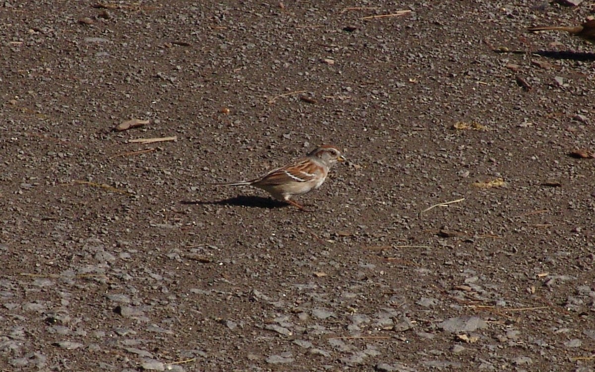 American Tree Sparrow - ML338165741