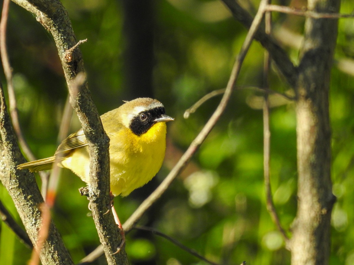 Common Yellowthroat - ML338166421