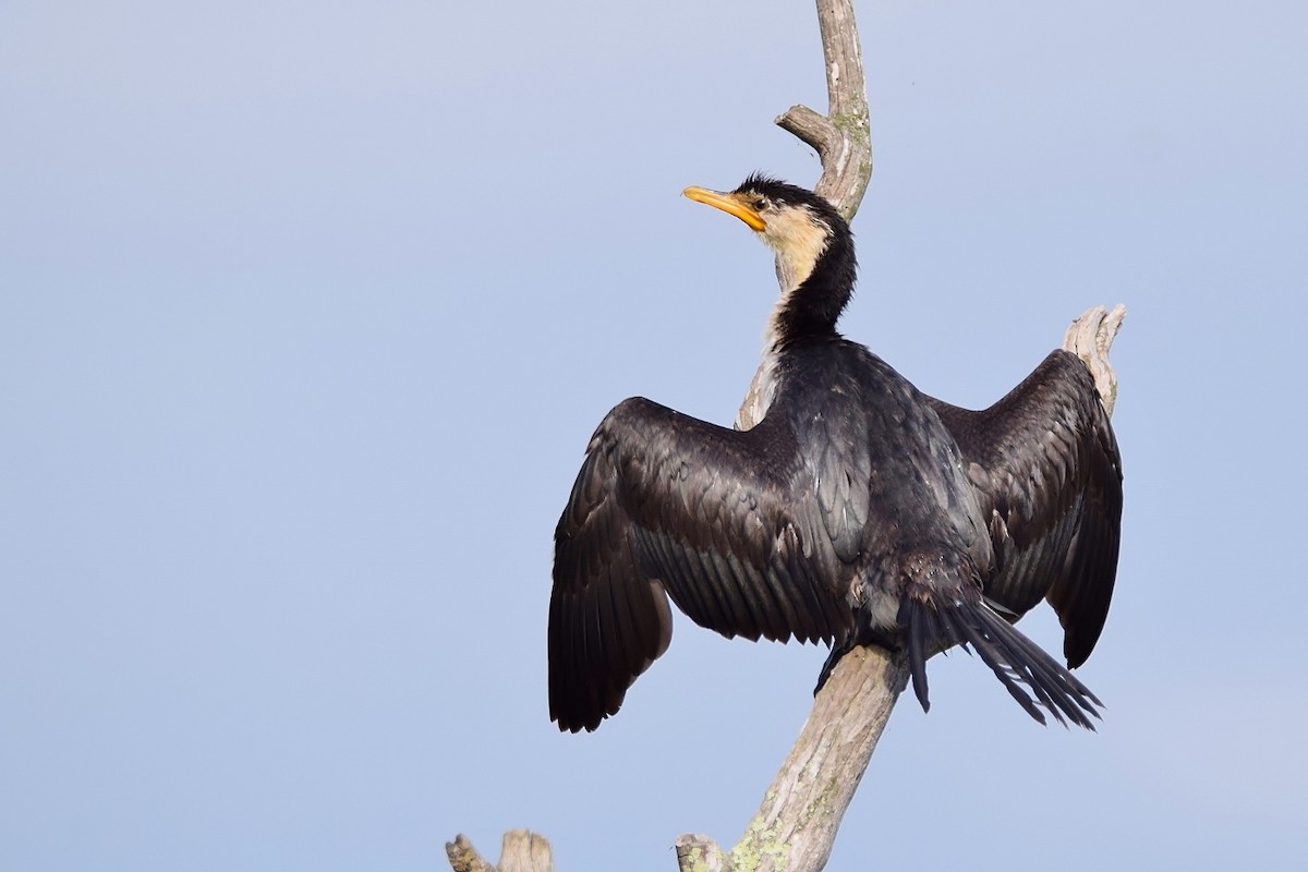 Little Pied Cormorant - ML338169381